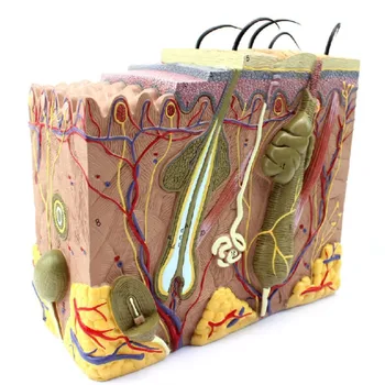 70X Dimensiunea de Viață Anatomice Pielea Umană Bloc de Modelul Medical, Dermatologie, Anatomia